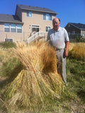 Einkorn Wheat Seed  - 48 lbs  - DIRECT FROM GROWER