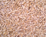 Einkorn Wheat Seed CERTIFIED ORGANIC - 20lbs  - DIRECT FROM GROWER