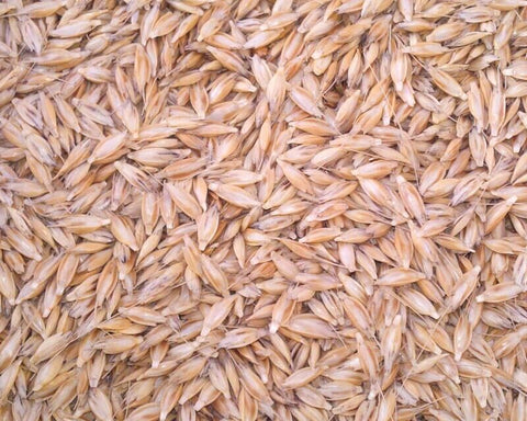 Einkorn Wheat Seed CERTIFIED ORGANIC - 25lbs  - DIRECT FROM GROWER